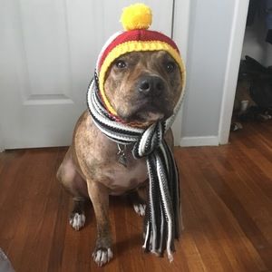 Meet your Posher, Pitbull